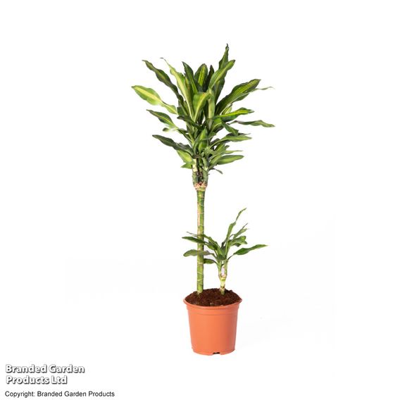 Dracaena fragrans 'Cintho'
