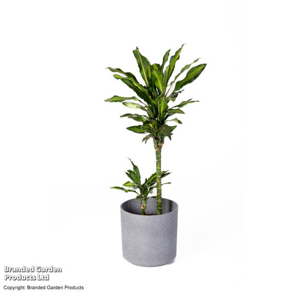 Dracaena fragrans 'Cintho'