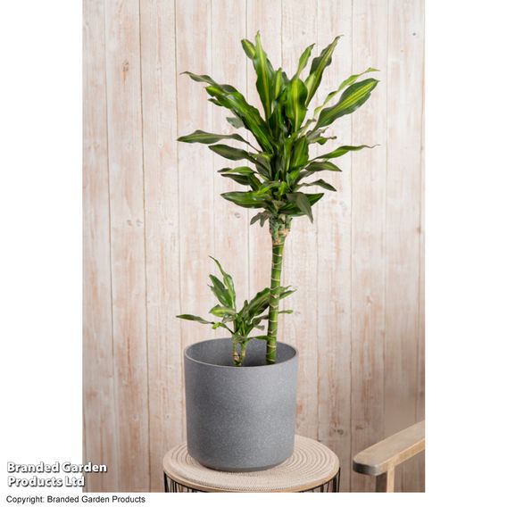 Dracaena fragrans 'Cintho'