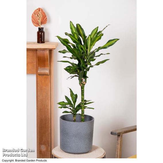 Dracaena fragrans 'Cintho'