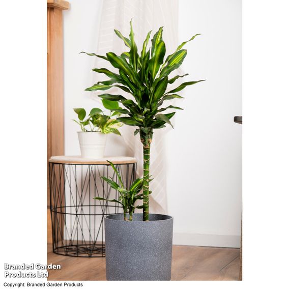 Dracaena fragrans 'Cintho'