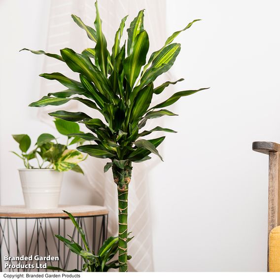 Dracaena fragrans 'Cintho'