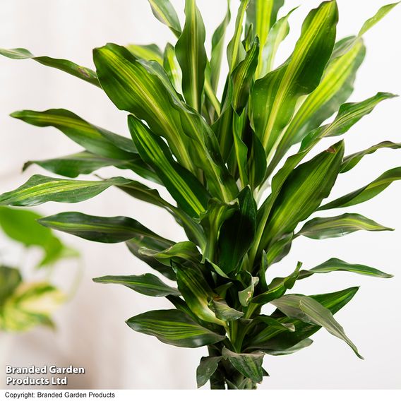 Dracaena fragrans 'Cintho'