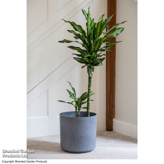 Dracaena fragrans 'Cintho'