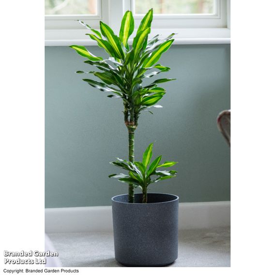 Dracaena fragrans 'Cintho'