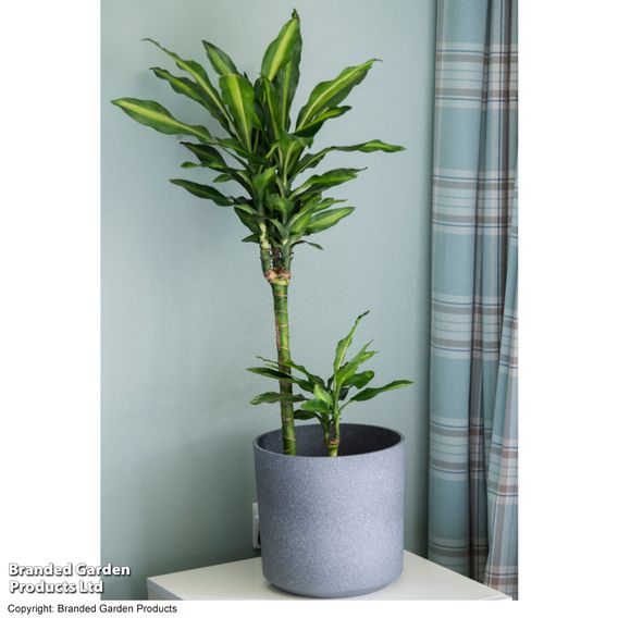 Dracaena fragrans 'Cintho'