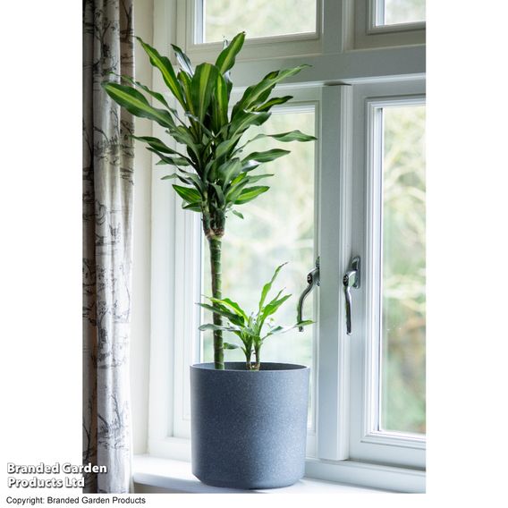 Dracaena fragrans 'Cintho'