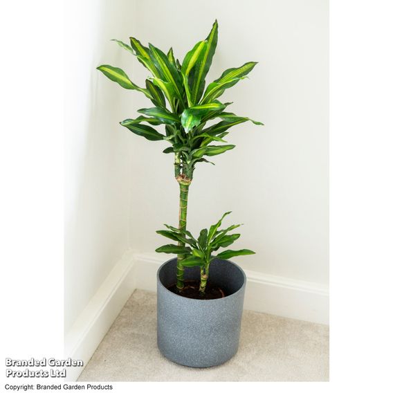 Dracaena fragrans 'Cintho'