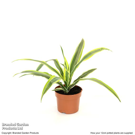 Dracaena fragrans (Deremensis Group) 'Lemon Lime'
