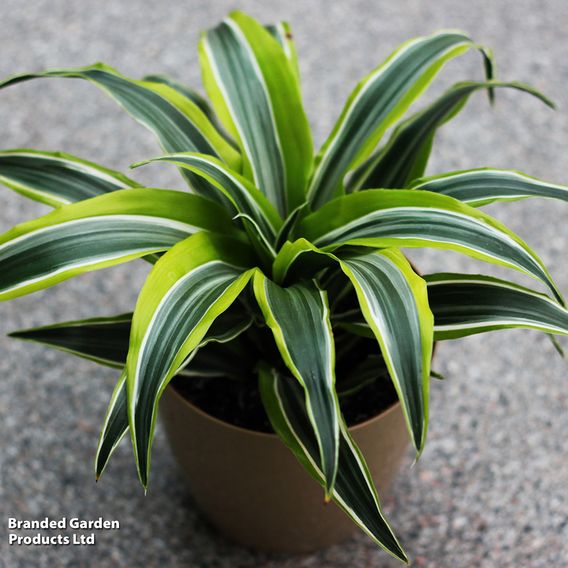 Dracaena fragrans (Deremensis Group) 'Lemon Lime'