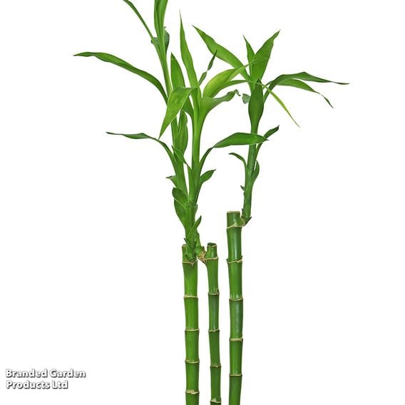 Dracaena sanderiana 'Lucky Bamboo' Straight Stem