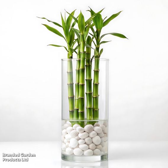 Dracaena sanderiana 'Lucky Bamboo' Straight Stem