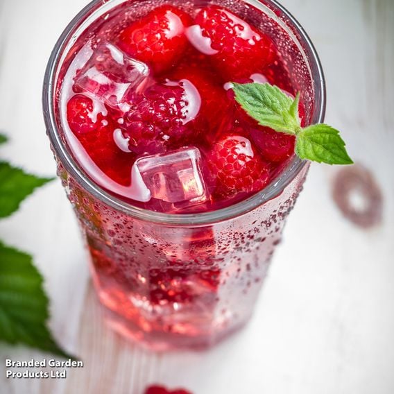 Raspberry Growers Choice