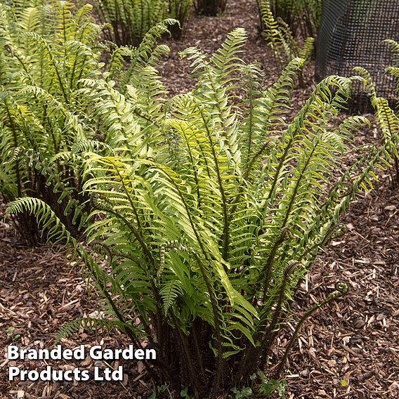 Dryopteris atrata
