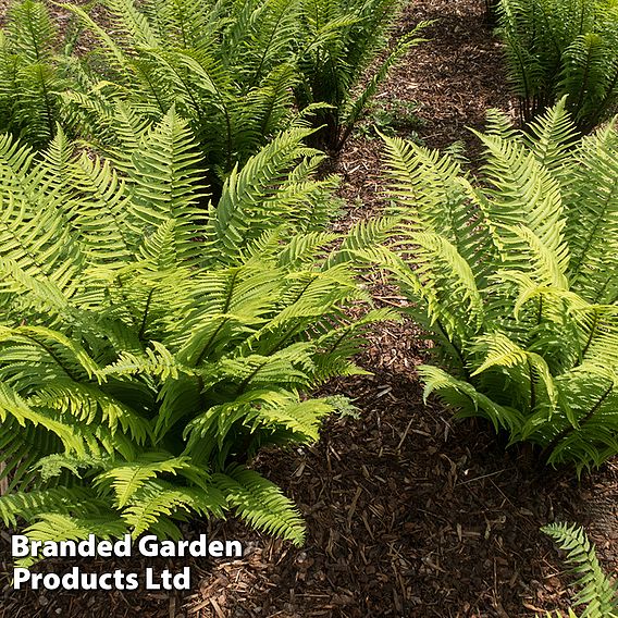 Dryopteris atrata