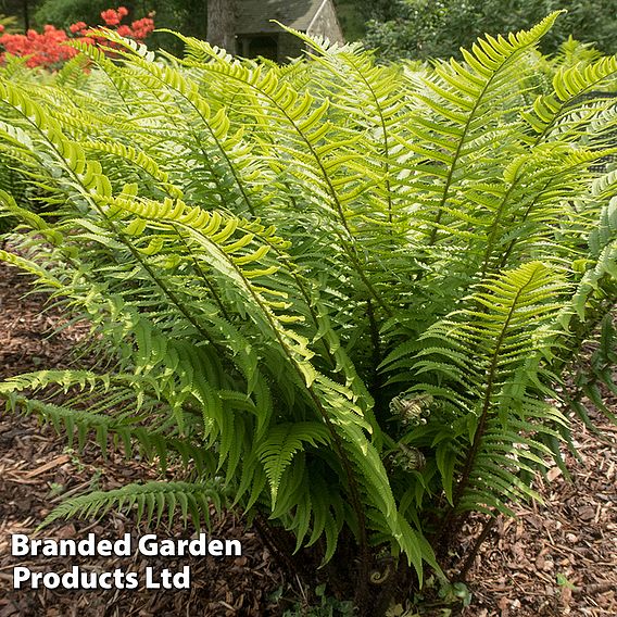 Dryopteris atrata