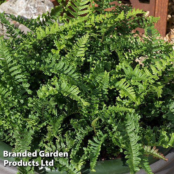 Dryopteris affinis 'Cristata'
