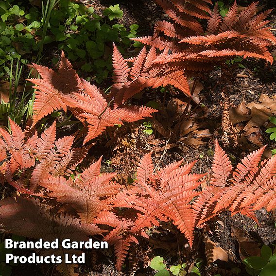 Dryopteris erythrosora var. koidzumiana