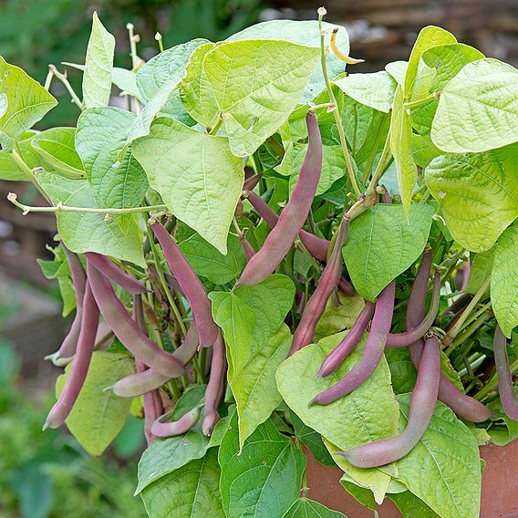 Dwarf French Bean 'Red Swan' - Seeds