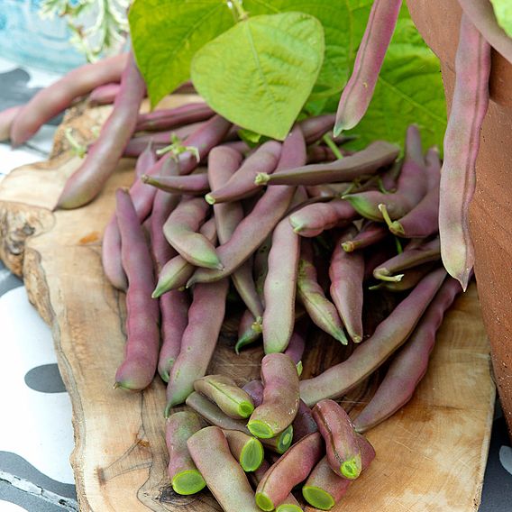 Dwarf French Bean 'Red Swan' - Seeds