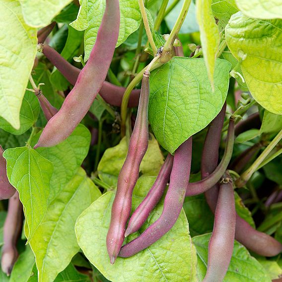 Dwarf French Bean 'Red Swan' - Seeds