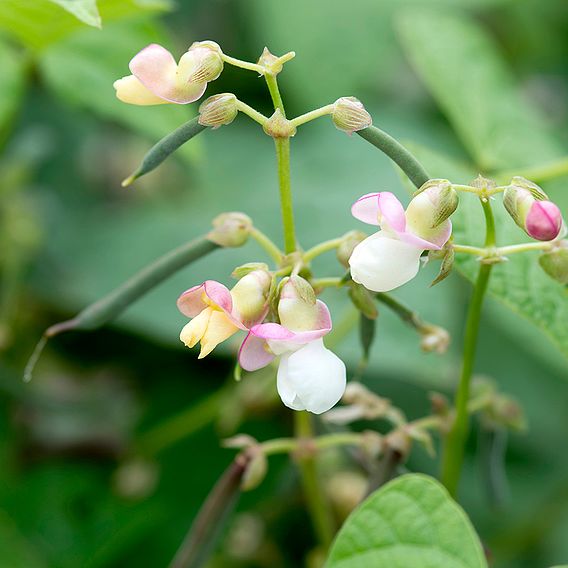 Dwarf French Bean 'Red Swan' - Seeds