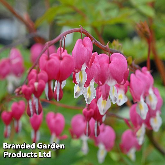 Dicentra spectabilis