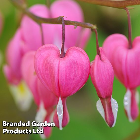 Dicentra spectabilis