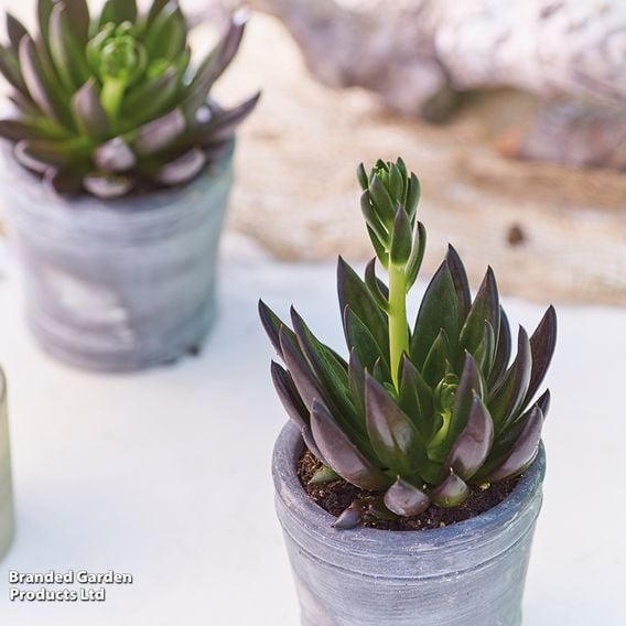 Echeveria 'Affinis'