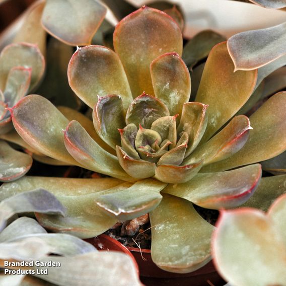 Echeveria 'Agavoides Mont'