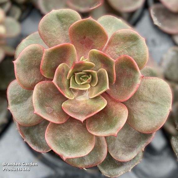 Echeveria 'Agavoides Mont'