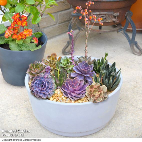Echeveria Collection