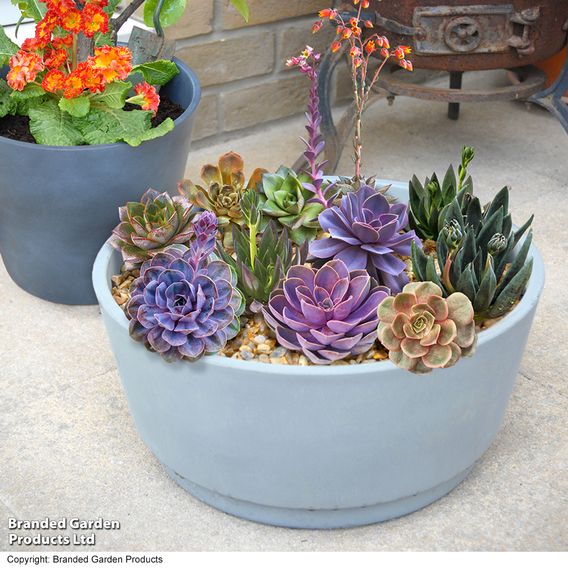 Echeveria Collection