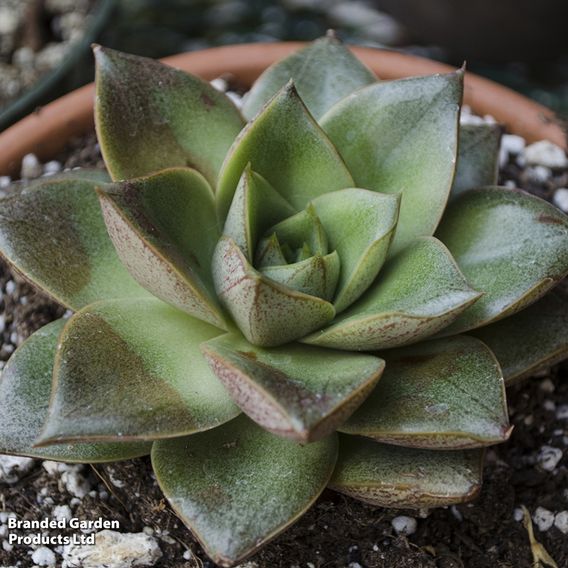 Echeveria purpusorum