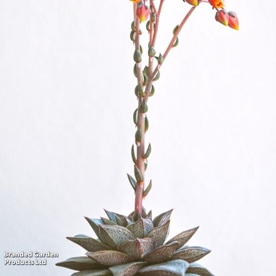 Echeveria purpusorum
