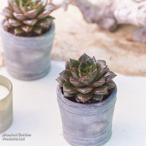Echeveria purpusorum