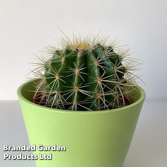 Echinocactus grusonii