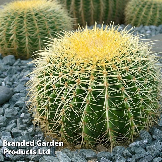 Echinocactus grusonii