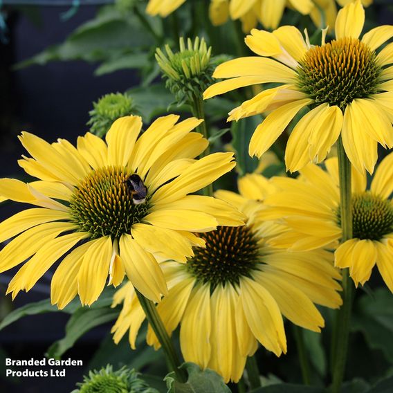 Echinacea purpurea 'Papallo Classic Lemon'