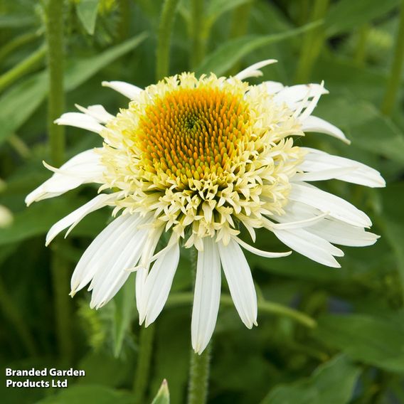 Echinacea purpurea 'Papallo Semi Double White'