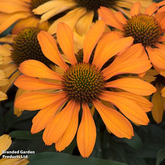 Echinacea 'Prima Saffron'