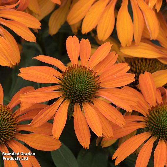 Echinacea 'Prima Saffron'