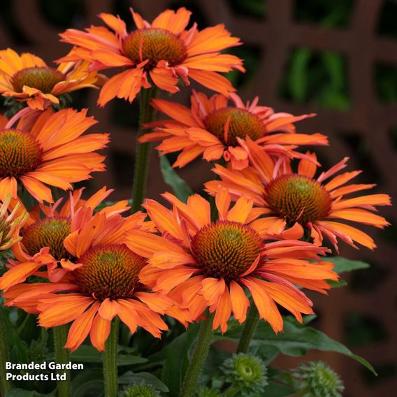 Echinacea 'Prima Saffron'
