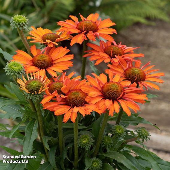 Echinacea 'Prima Saffron'