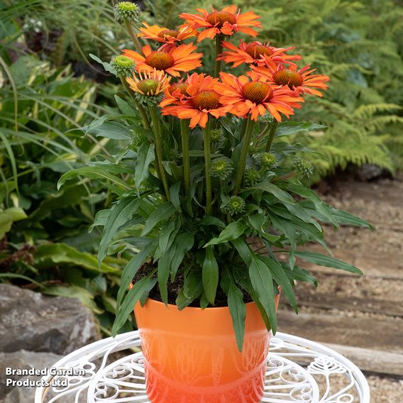 Echinacea 'Prima Saffron'