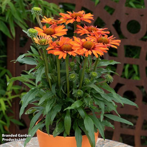 Echinacea 'Prima Saffron'