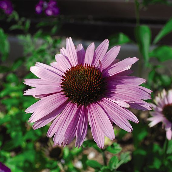 Echinacea 'Nectar Pink'