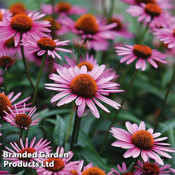 Best Value Bloom Perennial Collection