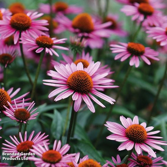 Value Perennial Collection
