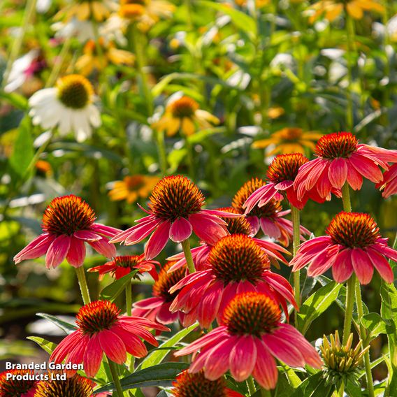 Echinacea 'Red Coneflower'